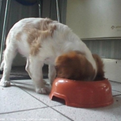 Photo de Cavalier king charles spaniel