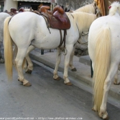 Photo de Camargue