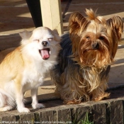 Photo de Yorkshire terrier