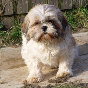 Photo de Shih tzu