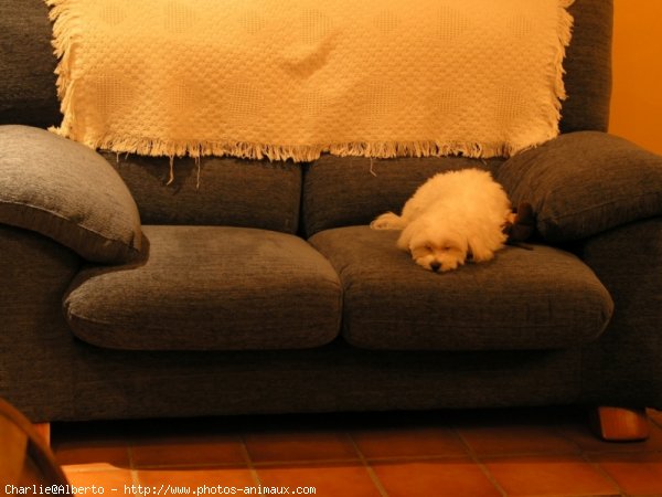 Photo de Bichon maltais