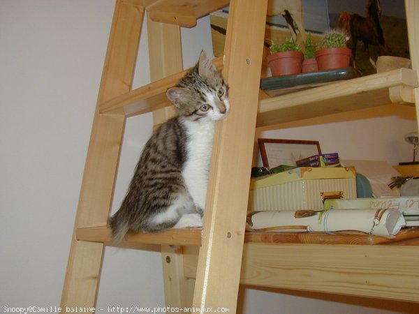 Photo de Chat domestique