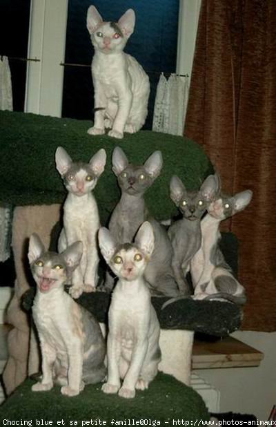 Photo de Cornish rex