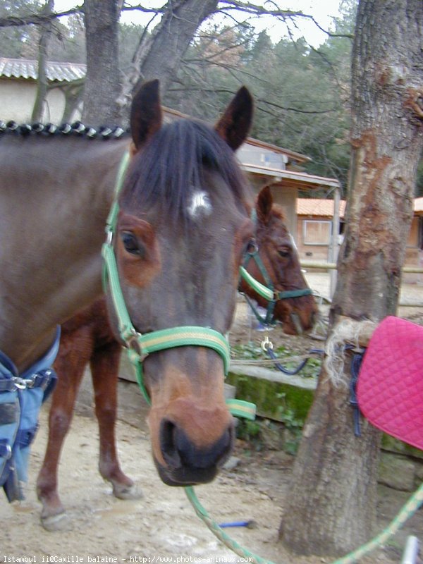 Photo de Poney franais de selle