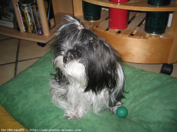 Photo de Shih tzu