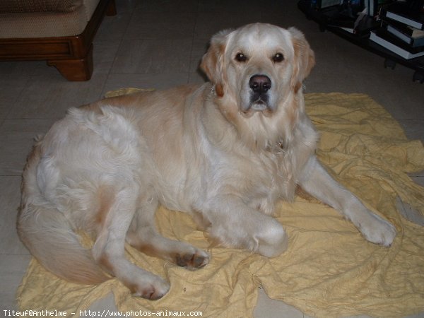 Photo de Golden retriever