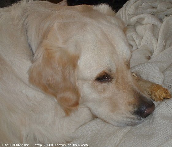 Photo de Golden retriever