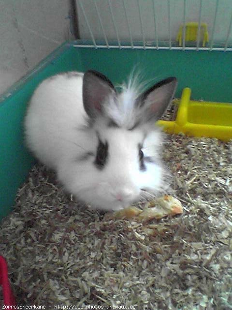 Photo de Lapin