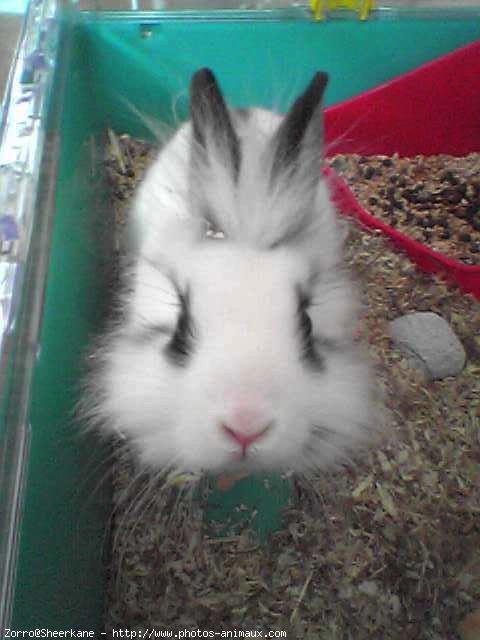 Photo de Lapin