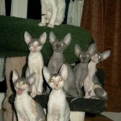 Photo de Cornish rex