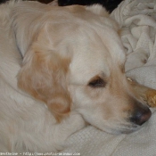 Photo de Golden retriever