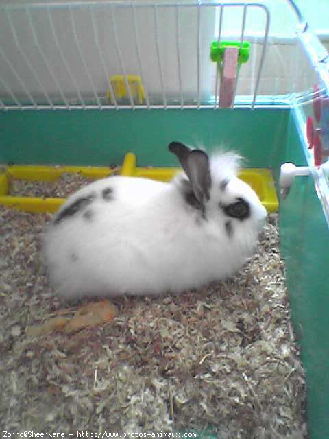 Photo de Lapin