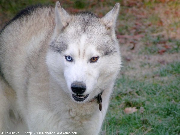 Photo de Husky siberien