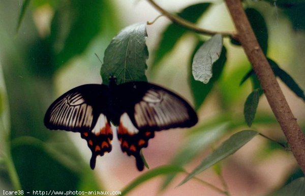 Photo de Papillon