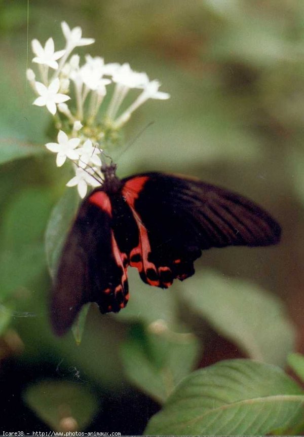 Photo de Papillon