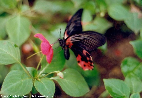 Photo de Papillon