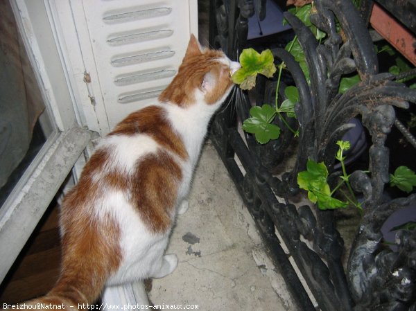 Photo de Chat domestique