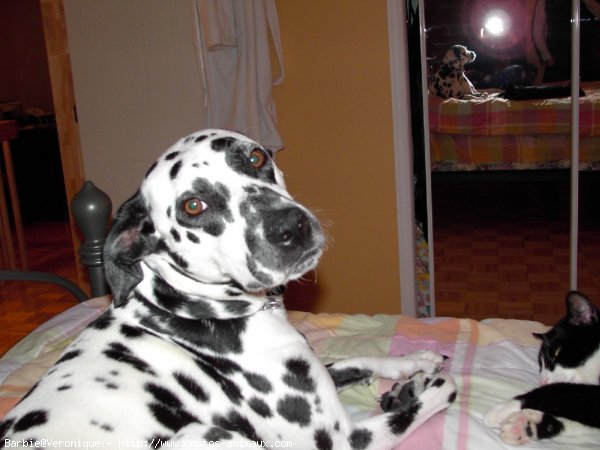 Photo de Dalmatien