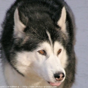 Photo de Husky siberien