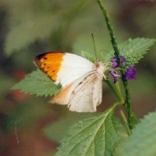 Photo de Papillon