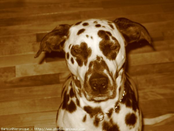 Photo de Dalmatien