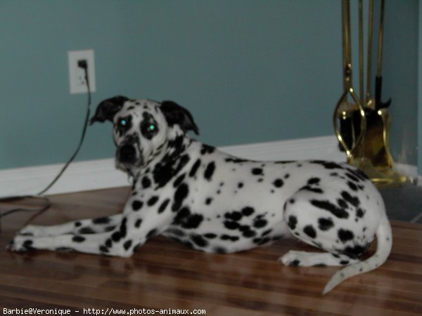 Photo de Dalmatien