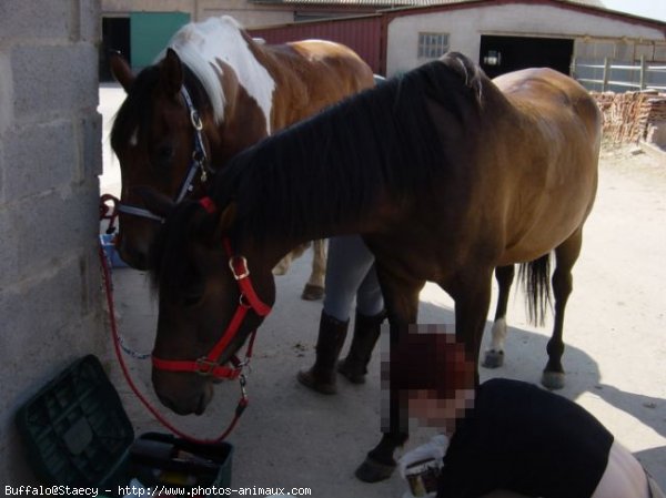 Photo de Races diffrentes