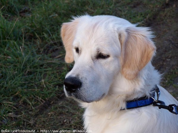 Photo de Golden retriever