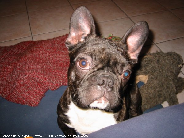 Photo de Bouledogue franais