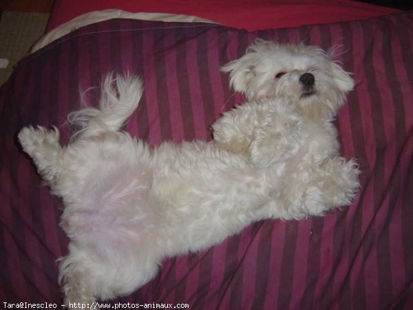 Photo de Bichon maltais