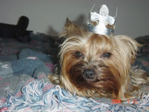 Photo de Yorkshire terrier