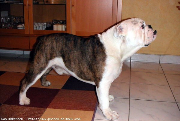 Photo de Bulldog