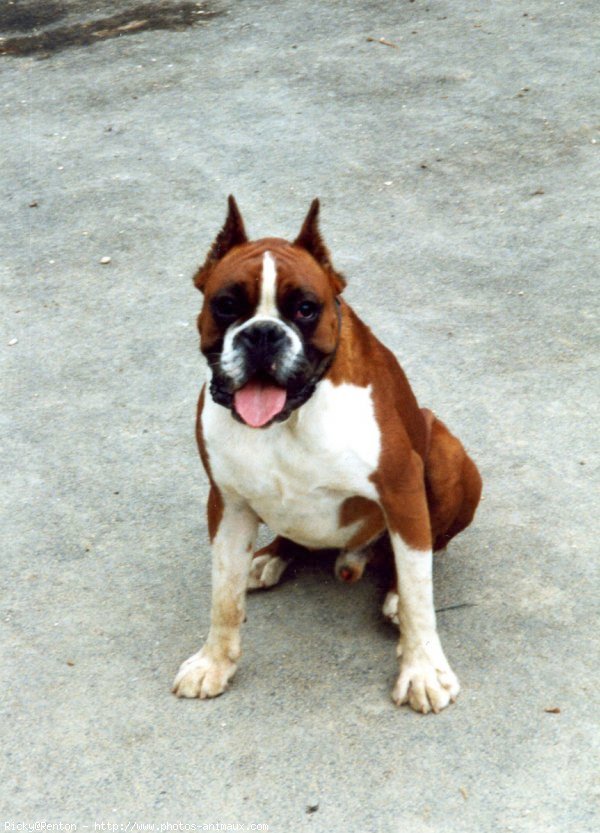 Photo de Boxer