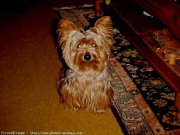 Photo de Yorkshire terrier