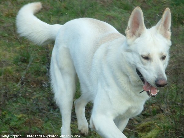 Photo de Berger blanc suisse