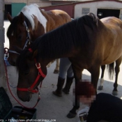 Photo de Races diffrentes