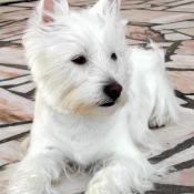 Photo de West highland white terrier