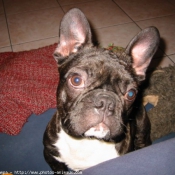 Photo de Bouledogue franais