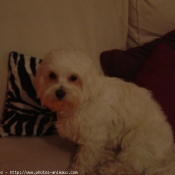 Photo de Bichon maltais