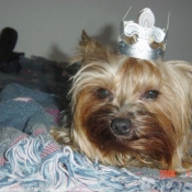 Photo de Yorkshire terrier