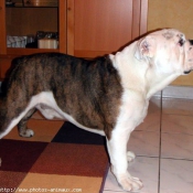 Photo de Bulldog