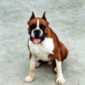 Photo de Boxer