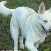 Photo de Berger blanc suisse