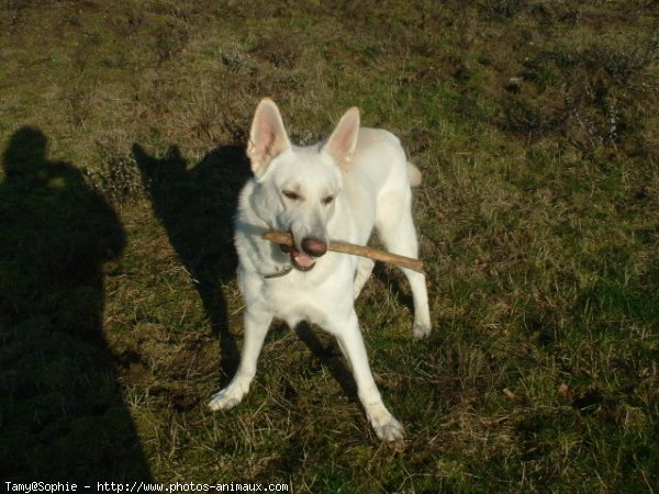 Photo de Berger blanc suisse