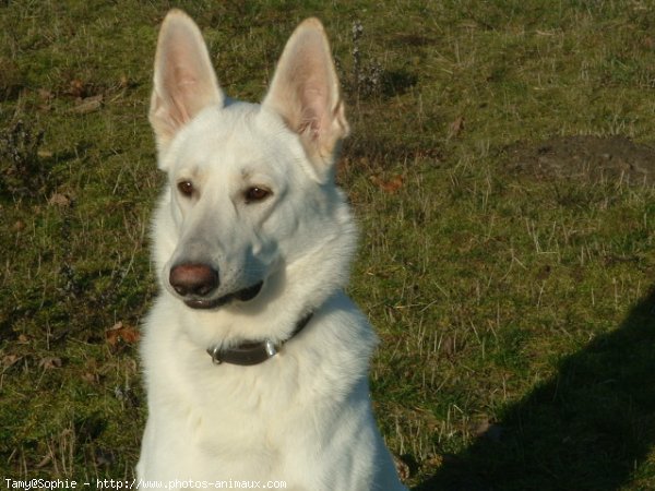 Photo de Berger blanc suisse