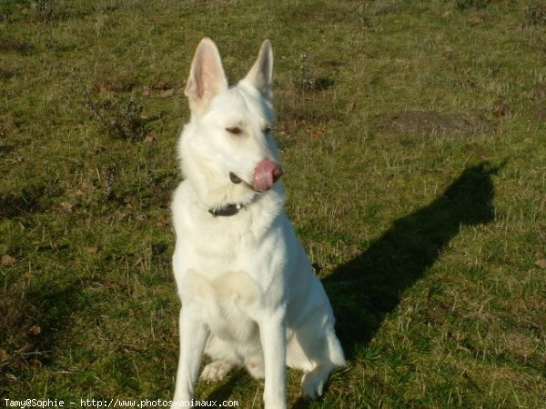 Photo de Berger blanc suisse