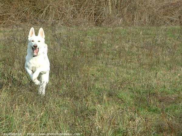 Photo de Berger blanc suisse