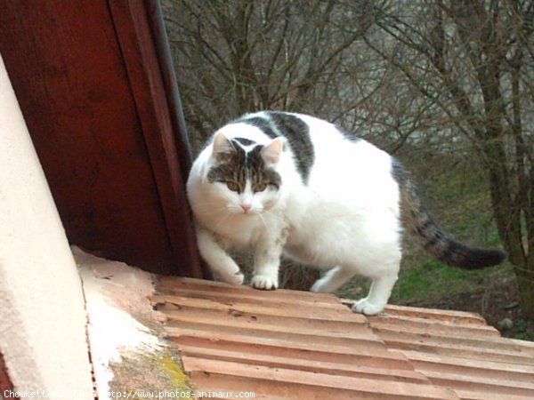 Photo de Chat domestique