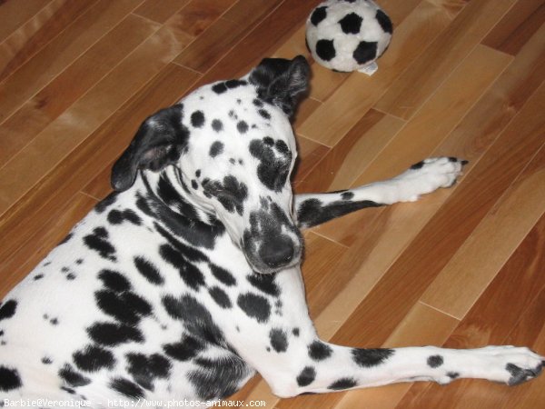 Photo de Dalmatien