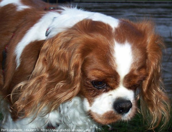 Photo de Cavalier king charles spaniel